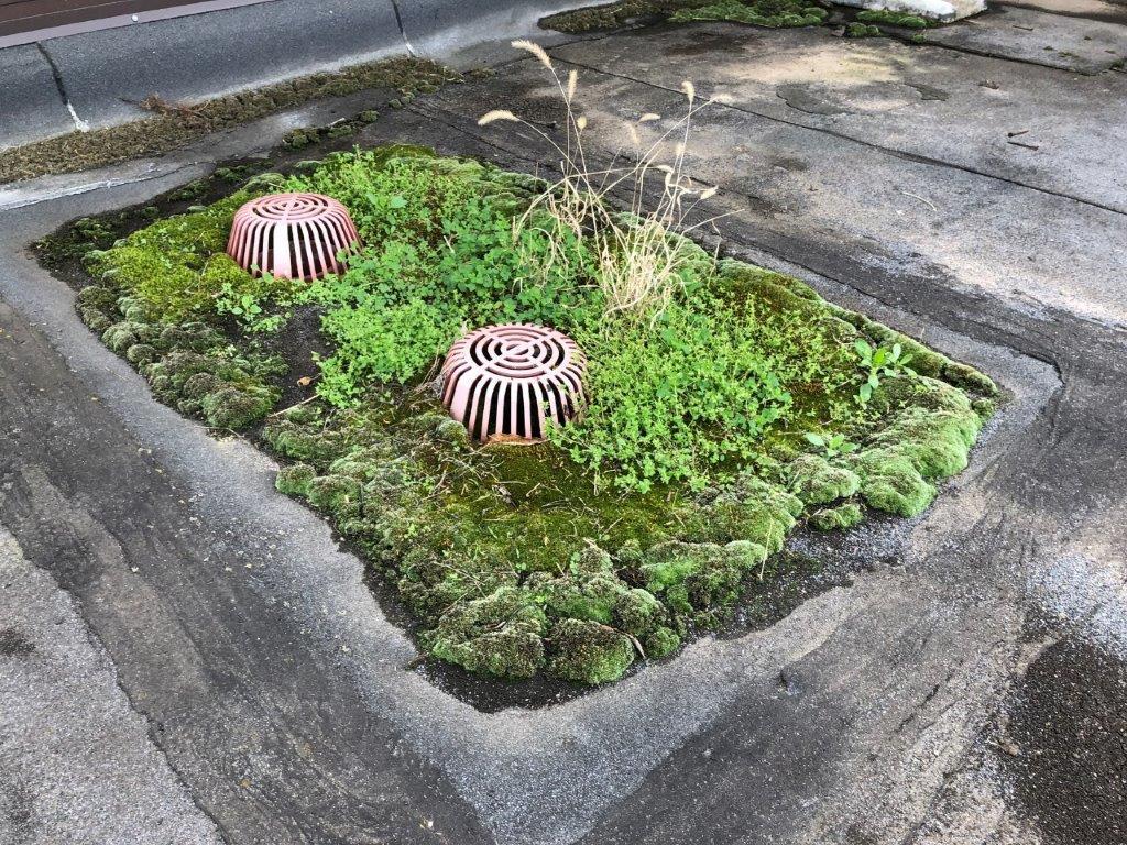 Clogged roof drains can lead to costly repairs, maintain them today